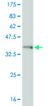 ANTI-FOXL1 antibody produced in mouse