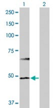 Anti-HDAC3 antibody produced in rabbit