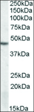 Anti-STK17B antibody produced in goat