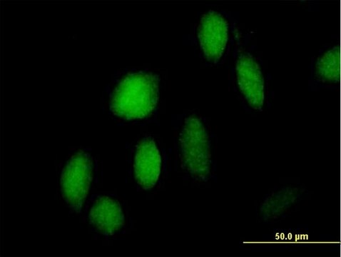 Anti-ZNF473 antibody produced in mouse