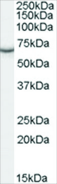 Anti-PCK1/PEPCKC (Internal REGION) antibody produced
