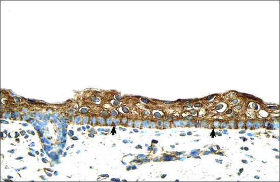 Anti-RBPMS antibody produced in rabbit