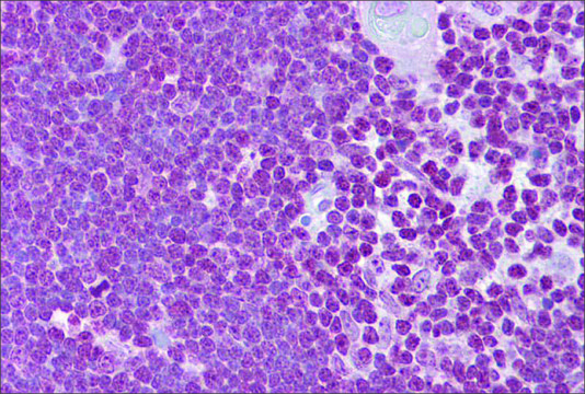 Anti-CD40LG antibody produced in rabbit