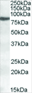 Anti-ALOX15 antibody produced in goat