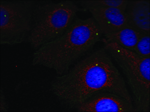 Anti-phospho-SNCA (pTyr¹²?) antibody produced in