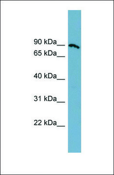 Anti-SLC6A14 antibody produced in rabbit