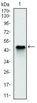 Monoclonal Anti-NQO1 antibody produced in