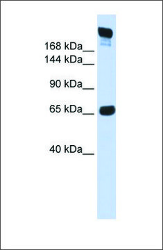 Anti-SI antibody produced in rabbit