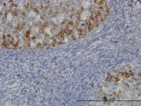 Monoclonal Anti-BUB1B antibody produced in