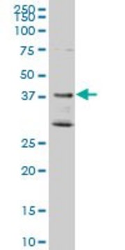 Monoclonal Anti-DNAJB2, (C-terminal) antibody produced