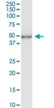 Anti-TUBD1 antibody produced in rabbit