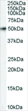 Anti-FSTL1 antibody produced in goat