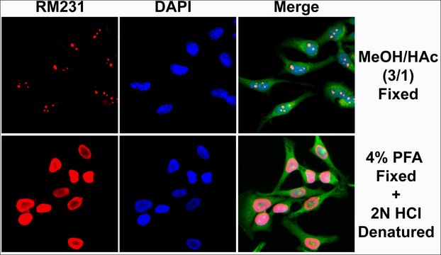 Anti-5-Methylcytosine antibody, Rabbit monoclonal