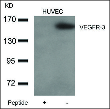 Anti-FLT4 antibody produced in rabbit