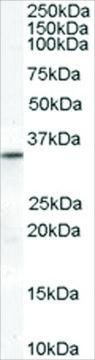 Anti-VDAC2 (Internal) antibody produced in