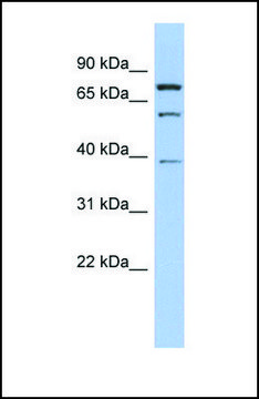 Anti-MOSPD2 antibody produced in rabbit
