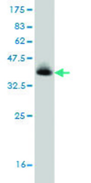 Monoclonal Anti-TMEM1 antibody produced in