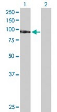 Anti-TAF1C antibody produced in rabbit