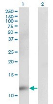Monoclonal Anti-CKS2 antibody produced in