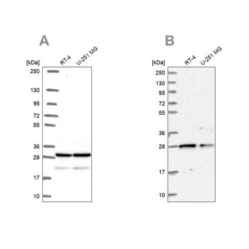 Anti-PGRMC2 antibody produced in rabbit