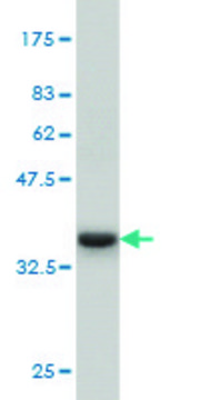 Monoclonal Anti-IRAK3, (C-terminal) antibody produced