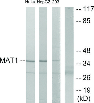 Anti-MAT1 antibody produced in rabbit
