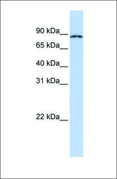 Anti-CPEB4 antibody produced in rabbit