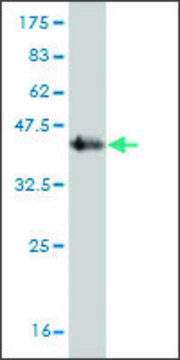 Monoclonal Anti-SDHC antibody produced in