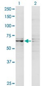 ANTI-RIPK5 antibody produced in mouse