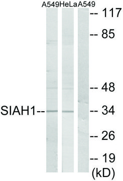 Anti-SIAH1 antibody produced in rabbit