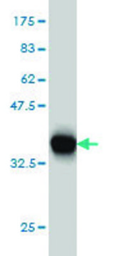 Monoclonal Anti-LRP8 antibody produced in