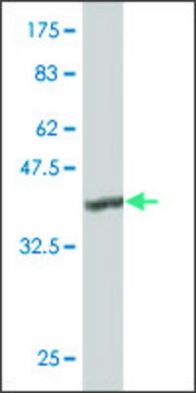 ANTI-TLR4 antibody produced in mouse
