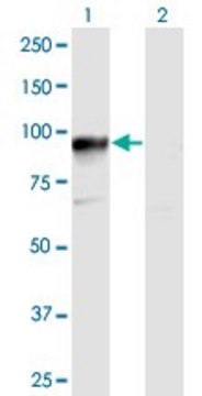Anti-HOOK3 antibody produced in mouse