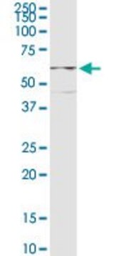 Anti-CPEB1 antibody produced in rabbit