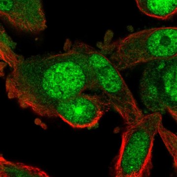 Anti-RGS12 antibody produced in rabbit