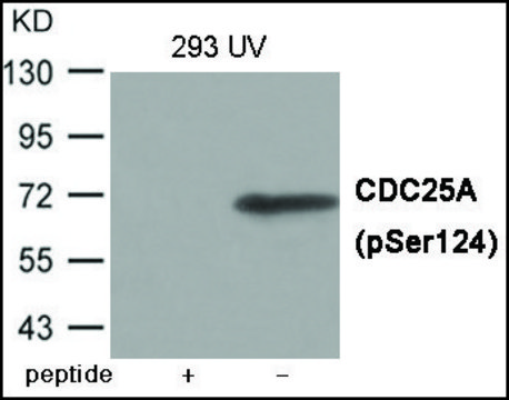 Anti-phospho-CDC25A (pSer¹²?) antibody produced in