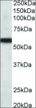 Anti-CYP2C8 antibody produced in goat