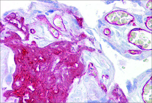 Anti-FGG antibody produced in rabbit