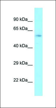 Anti-ACBD3 antibody produced in rabbit