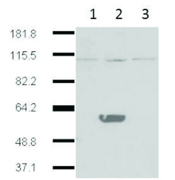 Monoclonal Anti-IDO2 antibody produced in