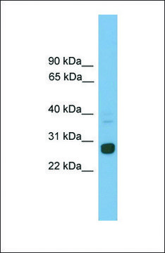 Anti-Mxd1 antibody produced in rabbit