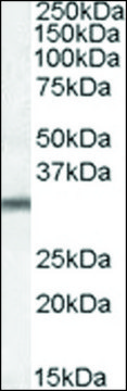 Anti-PSMG1 (C-terminal) antibody produced in