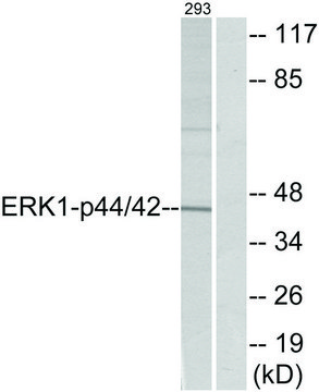 Anti-p44 MAP Kinase antibody produced