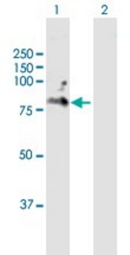 Anti-CD6 antibody produced in mouse