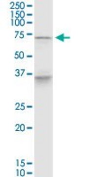 Monoclonal Anti-PELP1 antibody produced in