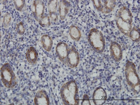 Monoclonal Anti-EIF4E2 antibody produced in