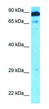 Anti-APBB1 (N-terminal) antibody produced in
