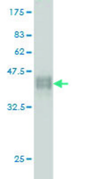 Monoclonal Anti-ZNF41 antibody produced in