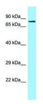 Anti-SEMA7A (C-terminal) antibody produced in