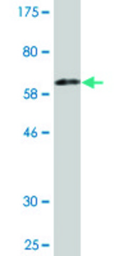 Monoclonal Anti-KDSR antibody produced in